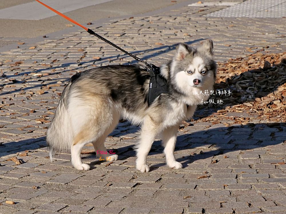 2025科爾馬小威尼斯（Colmar）︱走進浪漫童話城鎮、感受小威尼斯（Petite Venise）絕美水岸風情～春季德瑞13日夢幻跟團︱DAY4-1景點篇PART1