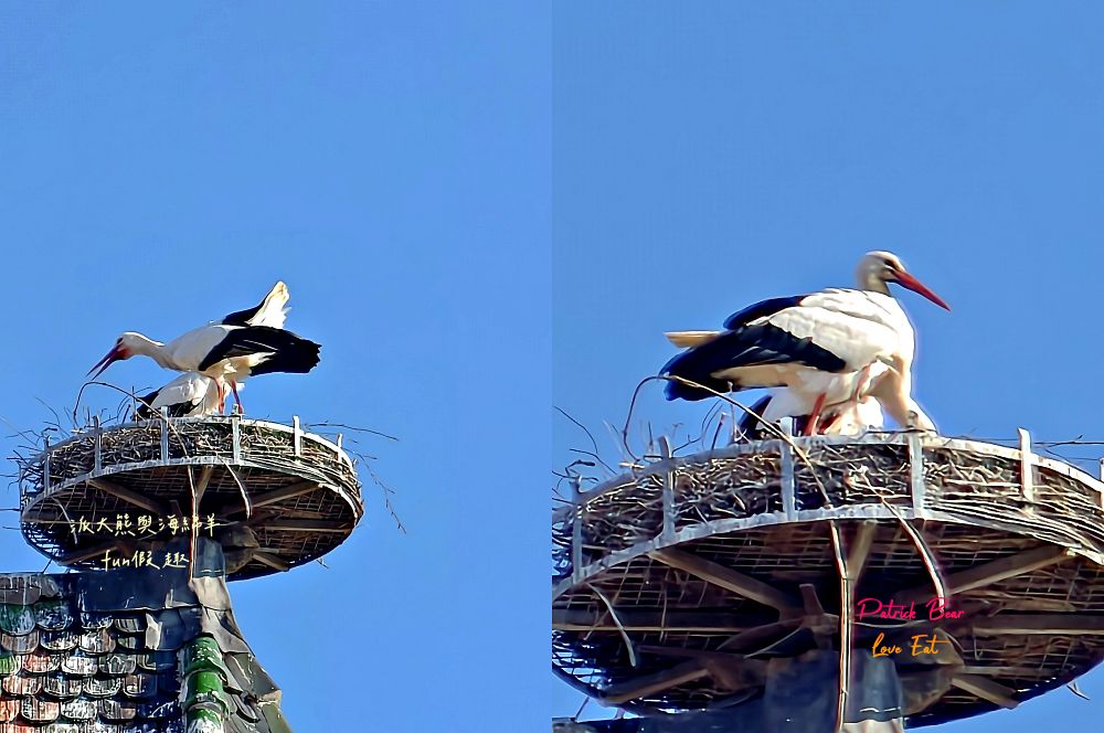 科爾馬景點篇︱朝聖霍爾的移動城堡藍圖（Pfister House）、聖瑪爾定教堂（Collégiale Saint-Martin de Colmar）與人頭屋（Maison des Têtes）︱春季德瑞13日夢幻跟團︱DAY4-2～Colmar PART2