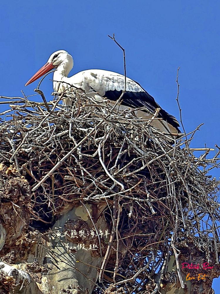 2025科爾馬美食購物篇︱Marché Couvert Colmar(百年市場)、PAUL Colmar Centre(可頌麵包)、La Belle Alsace(紀念品專賣)、Colmar WISTUB BRENNER(米其林推薦餐廳)︱春季德瑞13日夢幻跟團︱DAY4-3～