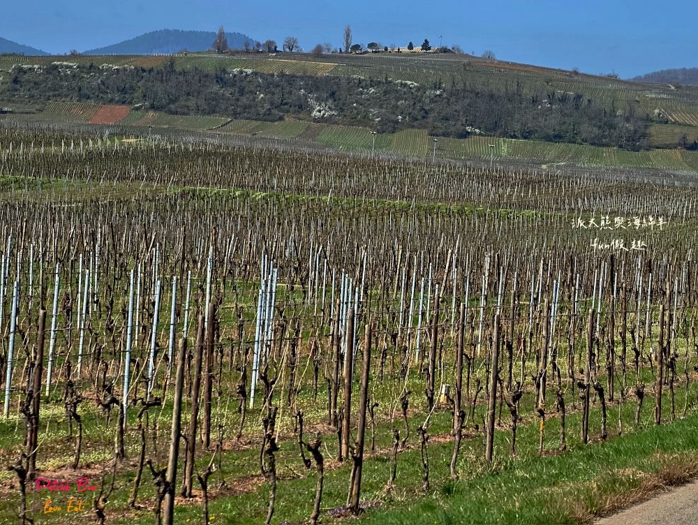 2025里克威爾品酒Riquewihr Dopff et Irion︱體驗四款風味獨特葡萄酒，享受歷史悠久的獨特酒鄉之旅︱春季德瑞13日夢幻跟團～DAY4-4