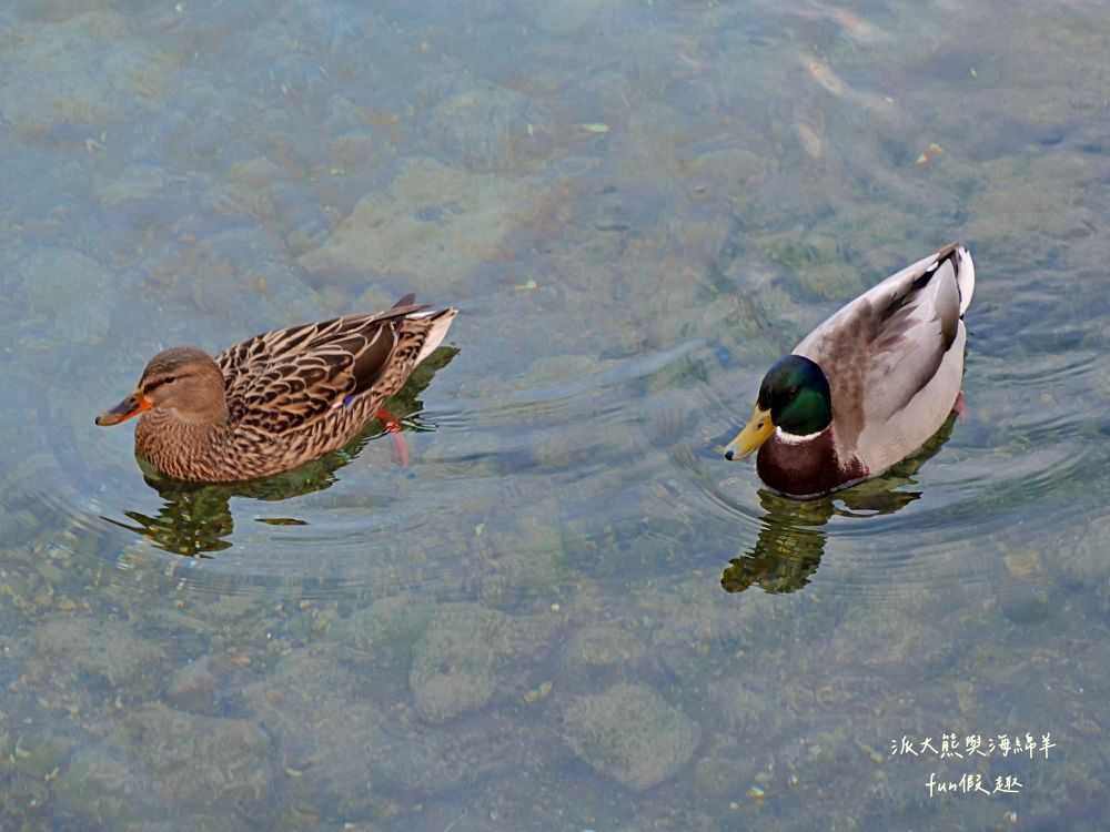 琉森Luzern︱感受琉森湖（Vierwaldstättersee）的湖光山色，聆聽垂死獅子像（Löwendenkmal）的無聲嘆息︱春季德瑞13日夢幻跟團︱DAY4-7～市區散策PART1