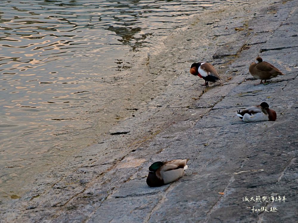 琉森Luzern︱感受琉森湖（Vierwaldstättersee）的湖光山色，聆聽垂死獅子像（Löwendenkmal）的無聲嘆息︱春季德瑞13日夢幻跟團︱DAY4-7～市區散策PART1