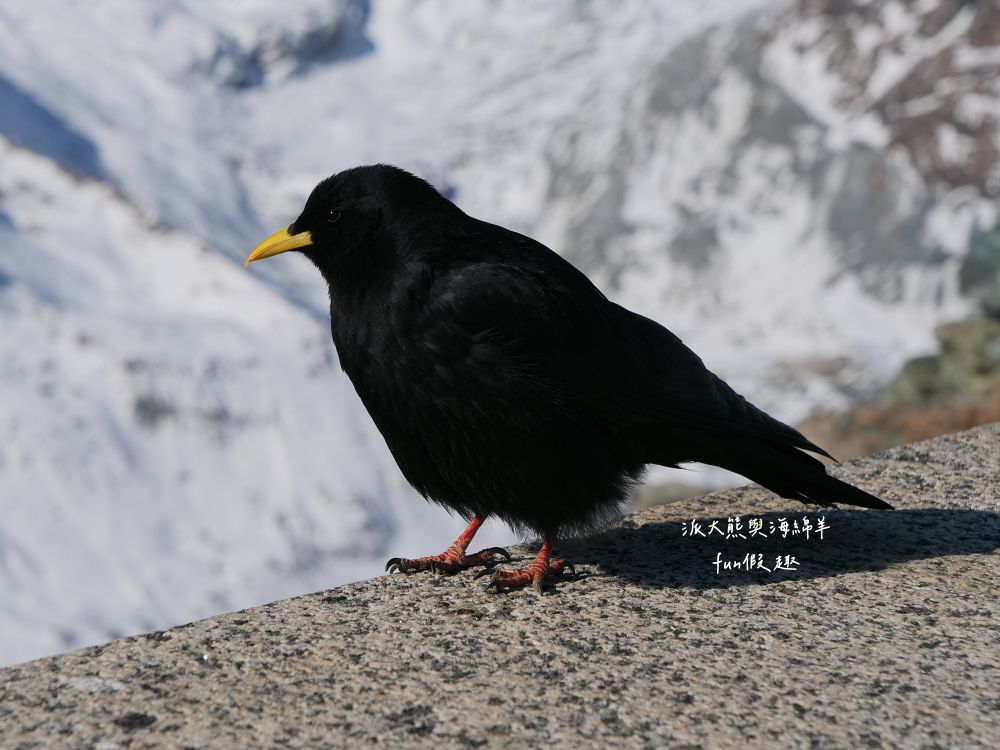 馬特洪峰（Matterhorn）︱搭乘登山鐵道前往Gornergrat、眺望金字塔山峰、ZOOOM the Matterhorn體驗、漫步Riffelalp夢幻雪景，享受最純粹的瑞士慢遊時光～春季德瑞13日夢幻跟團︱DAY8-1