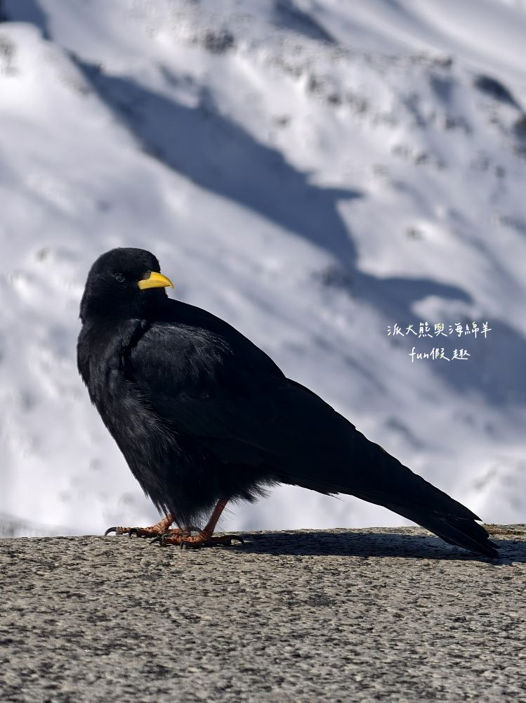 馬特洪峰（Matterhorn）︱搭乘登山鐵道前往Gornergrat、眺望金字塔山峰、ZOOOM the Matterhorn體驗、漫步Riffelalp夢幻雪景，享受最純粹的瑞士慢遊時光～春季德瑞13日夢幻跟團︱DAY8-1