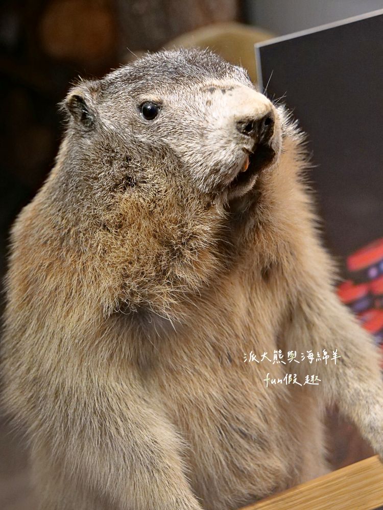 策馬特（Zermatt）半日遊︱漫步童話山城班霍夫大街，Coop超市採買伴手禮、瑞士刀、馬特洪峰紀念杯，超實用購物指南通通在這裡！︱春季德瑞13日夢幻跟團︱DAY8-4